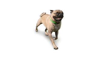 Pug PNG