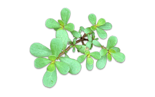 Purslane PNG