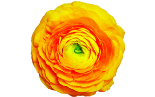 Ranunculus flower PNG