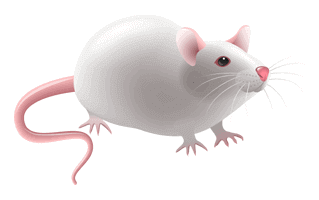 Rat PNG