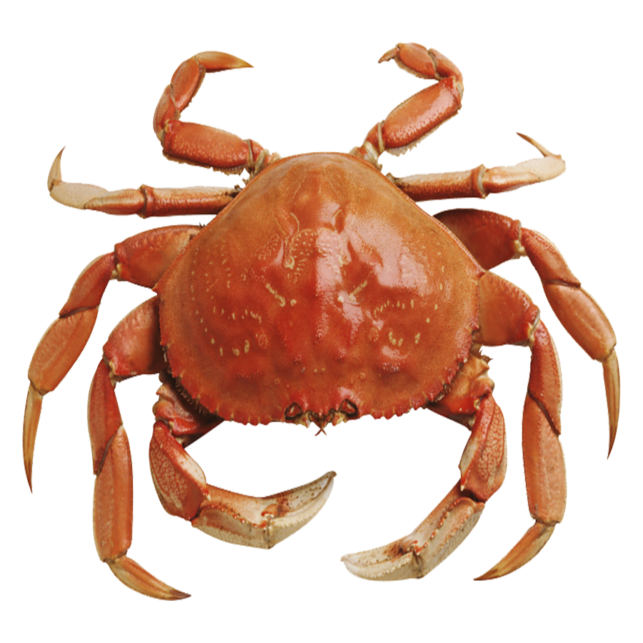 Red Crab Transparent Image