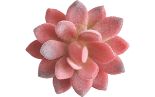 Red Echeveria PNG