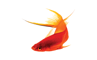Red Fish PNG
