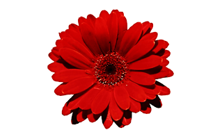 Red Flower PNG
