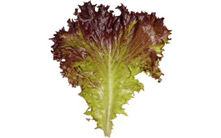 Red Lettuce PNG