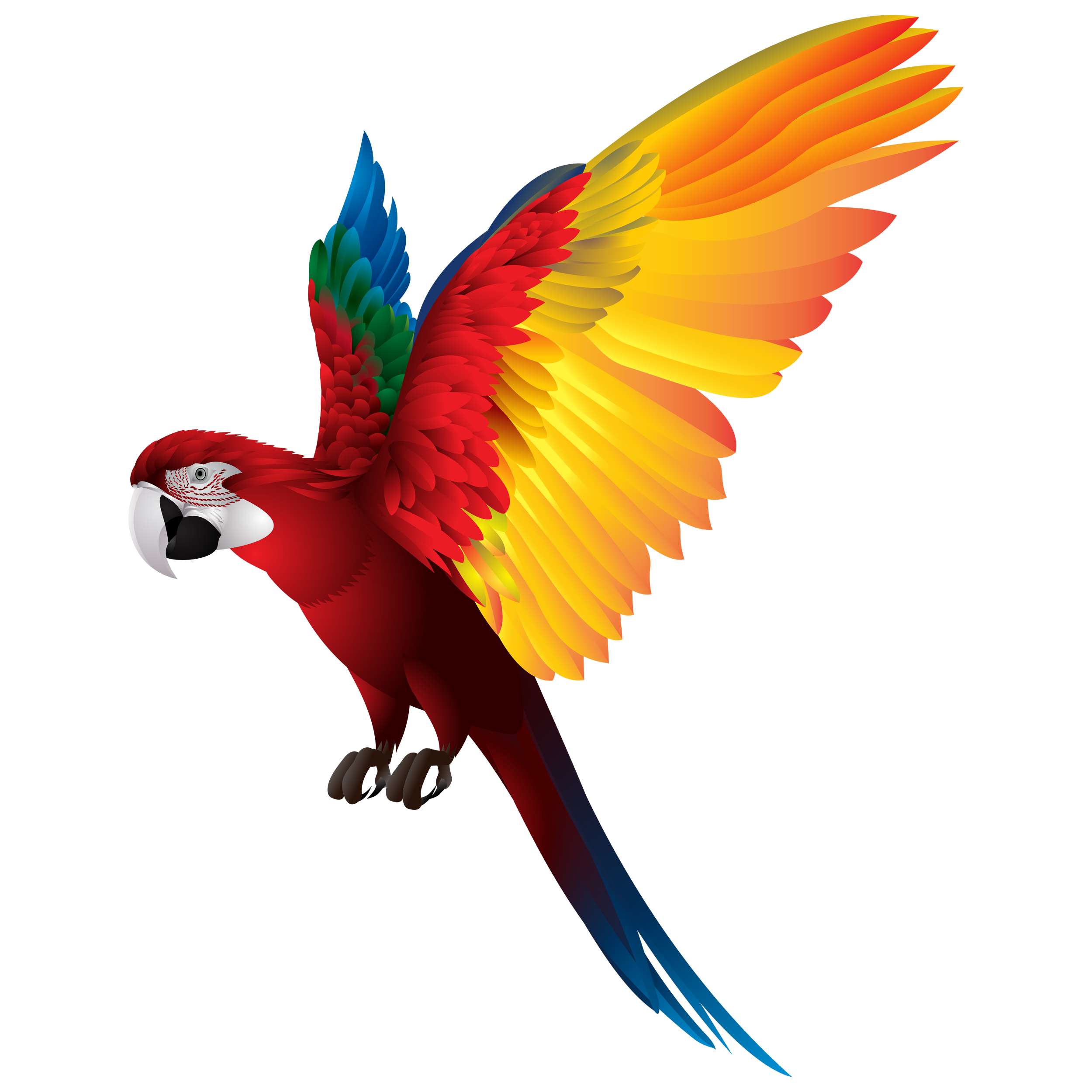 Red Parrot Transparent Image