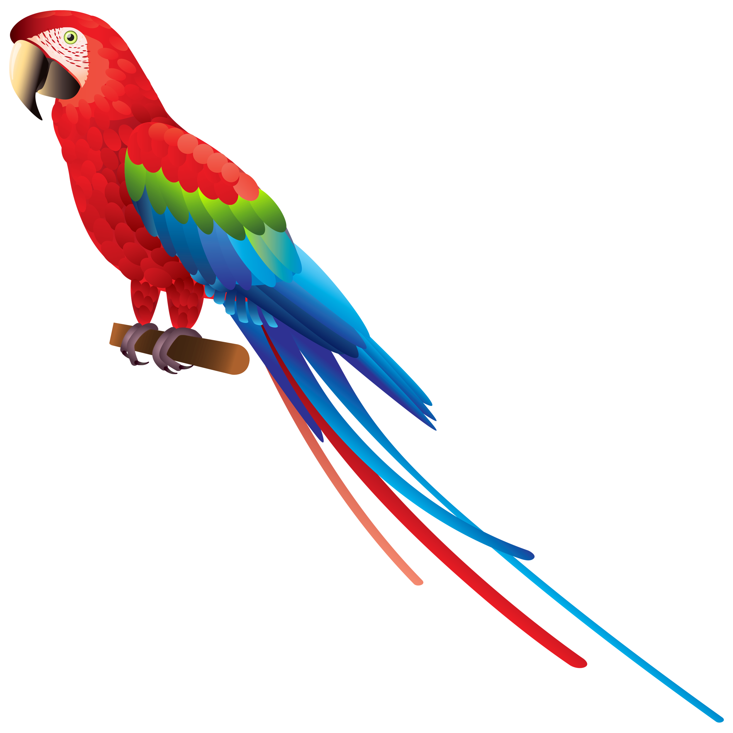 Red Parrot Transparent Picture