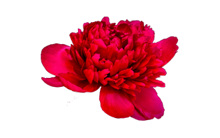 Red Peony PNG