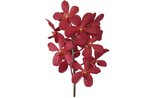 Red Vanda Orchid Flower PNG