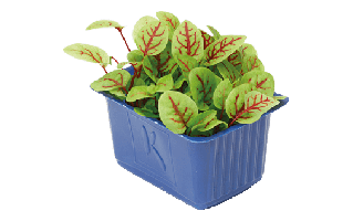 Red Veined Sorrel PNG