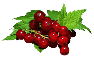 Redcurrant PNG