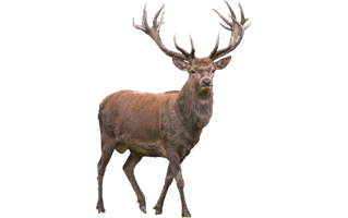 Reindeer PNG