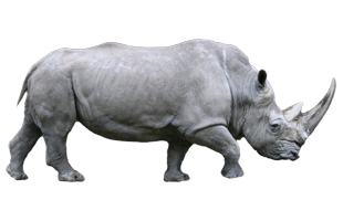 Rhino PNG