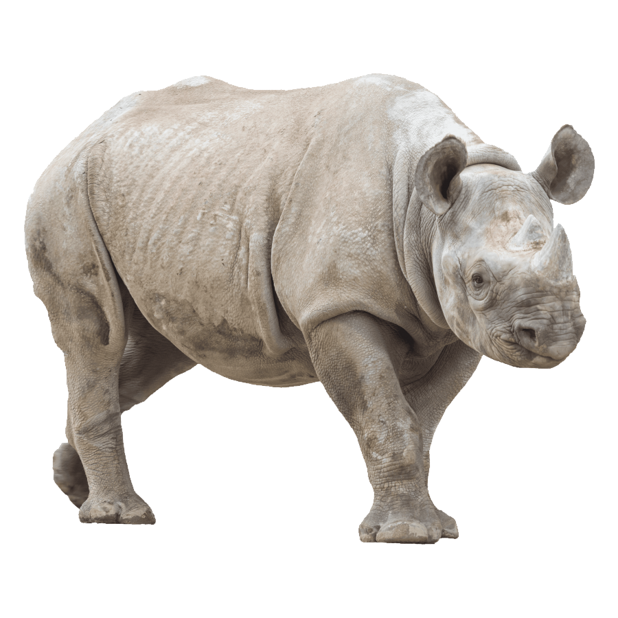 Rhinoceros Transparent Picture