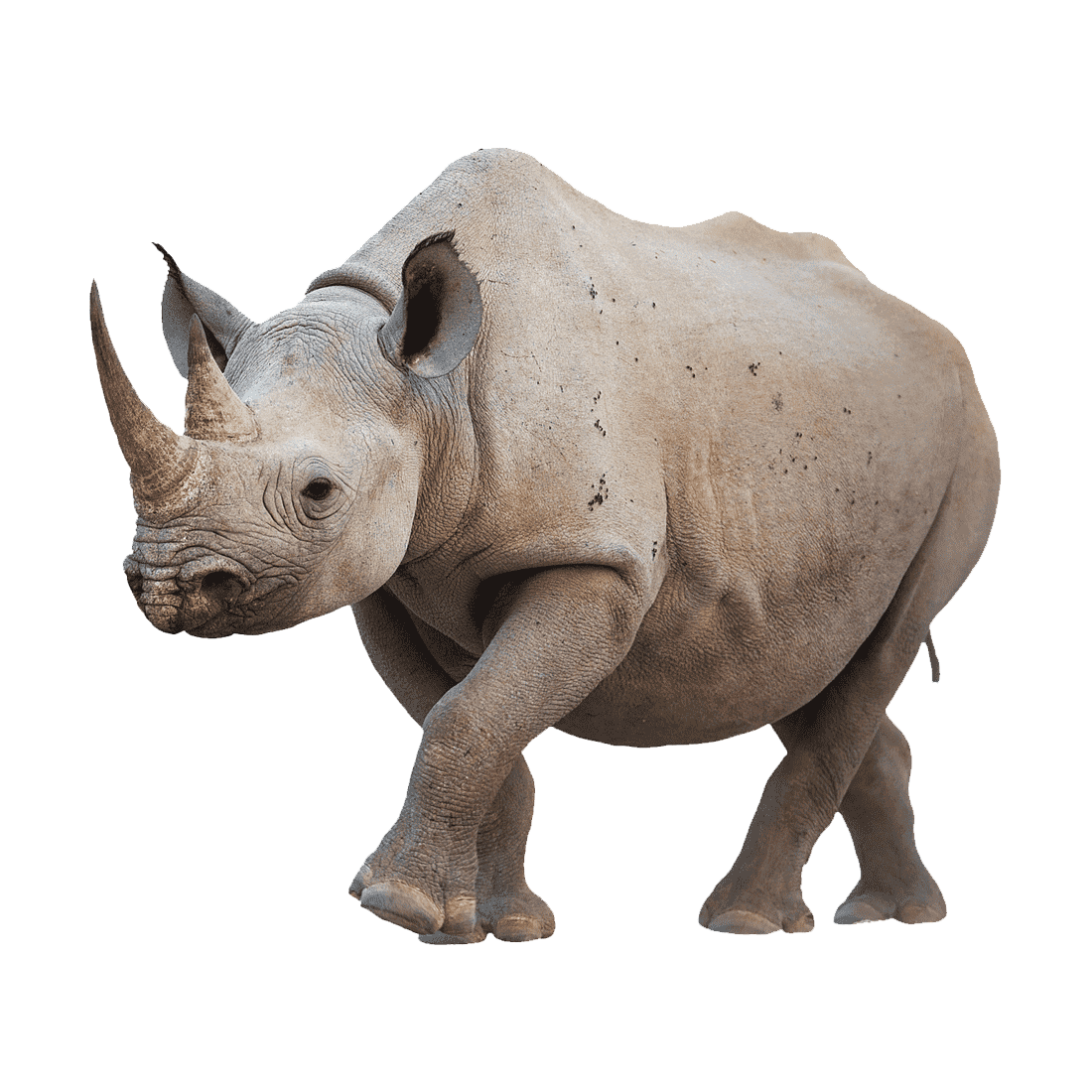 Rhinoceros Transparent Gallery