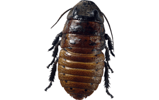 Roach PNG