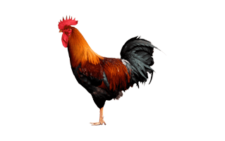 Rooster PNG