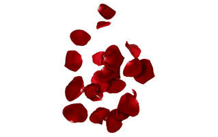 Rose Petals PNG