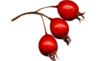 Rosehip PNG