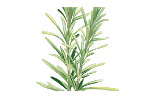 Rosemary Free Sticker PNG