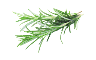 Rosemary PNG