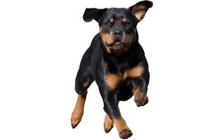 Rottweiler PNG