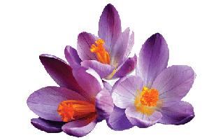 Safron Flower PNG