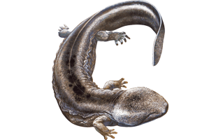 Salamander PNG
