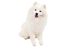 Samoyed Dog PNG