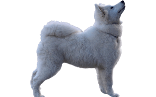 Samoyed PNG