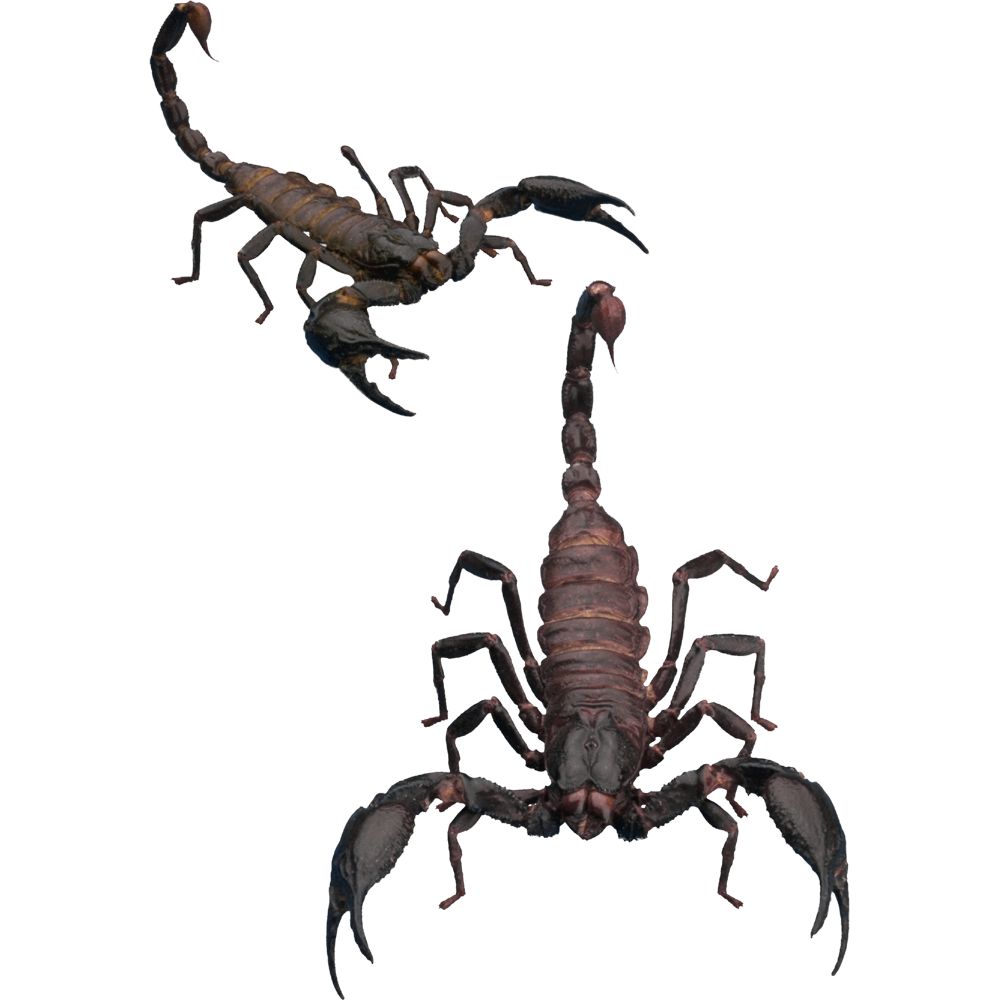 Скорпион s1e6. Pulmonoscorpius kirktonensis. Членистоногие Pulmonoscorpius kirktonensis. Скорпион. Скорпион сверху.