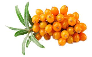Sea Buckthorn Berry PNG