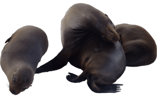 Sea Lion PNG