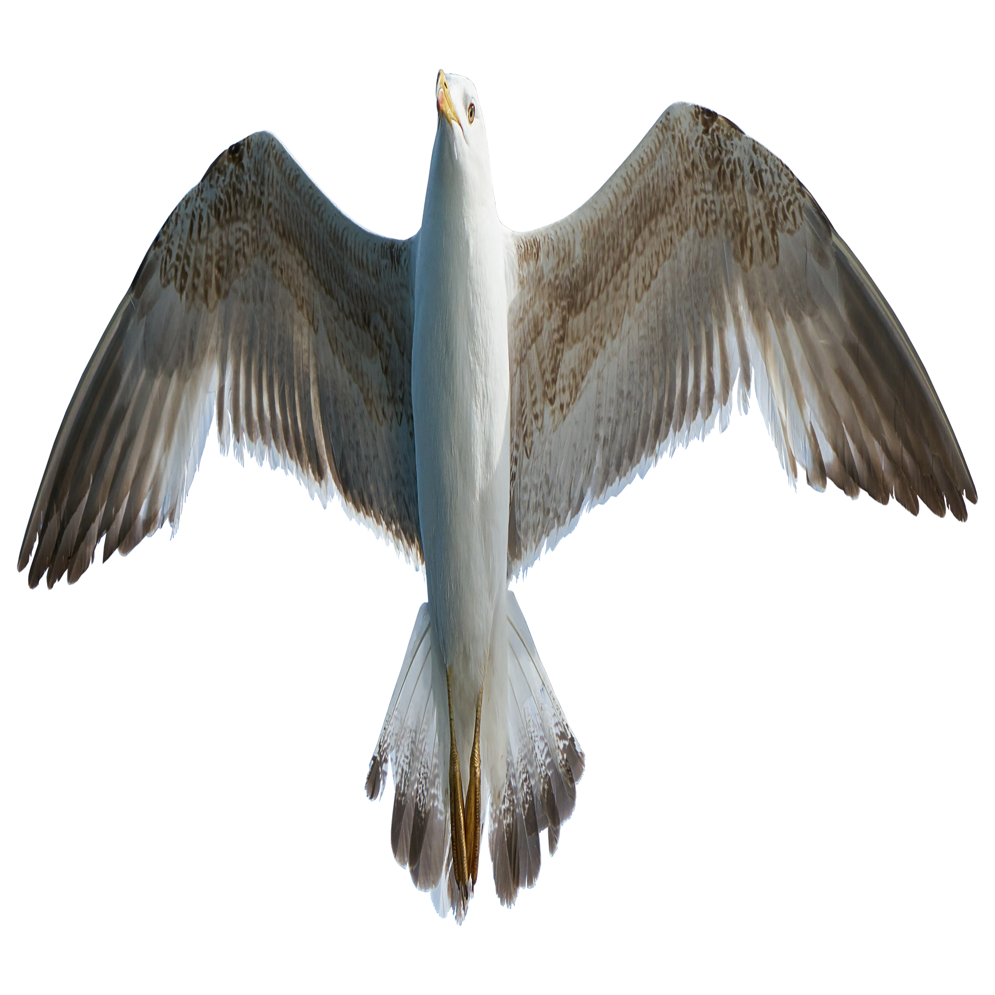 Seagull Transparent Image