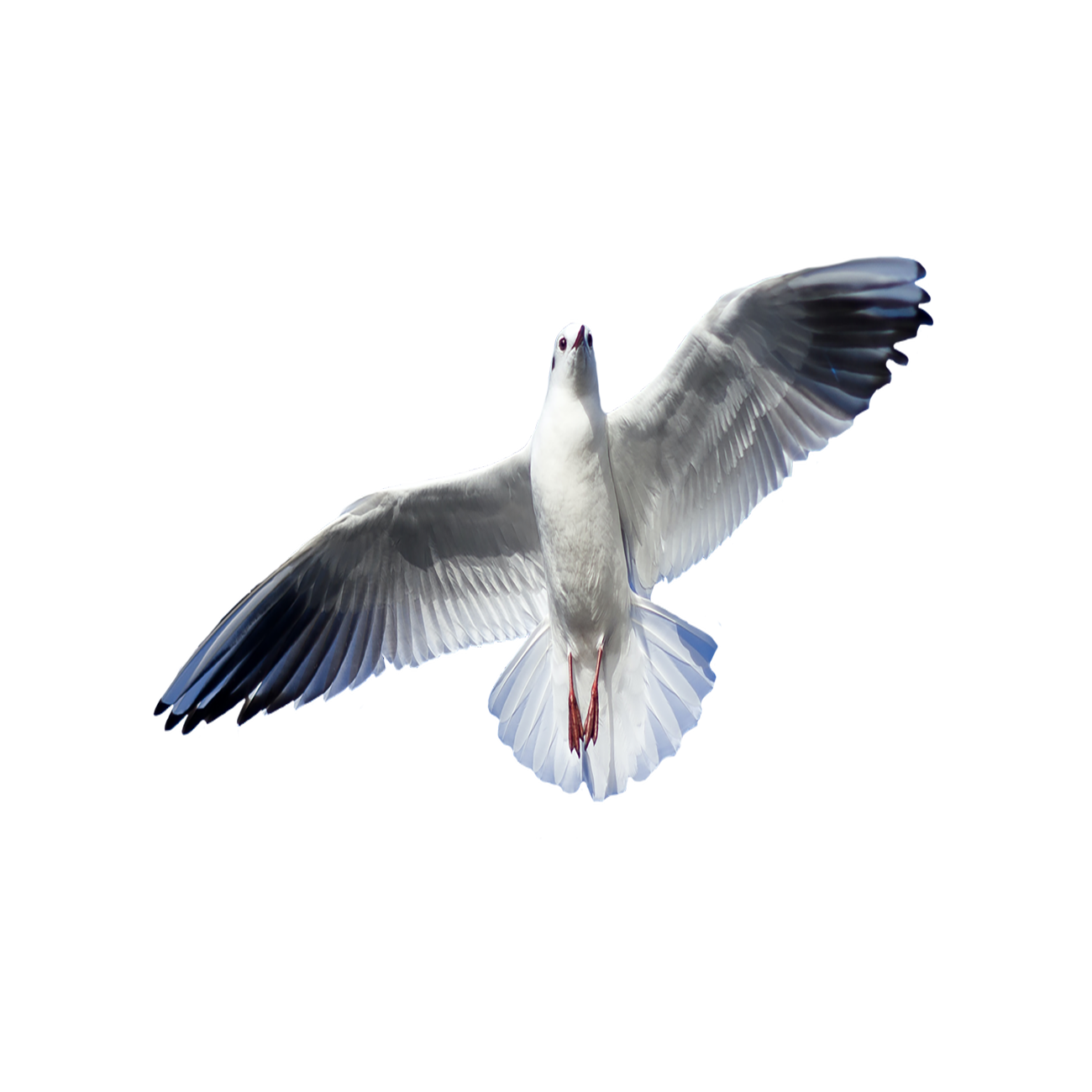 Seagull Transparent Picture