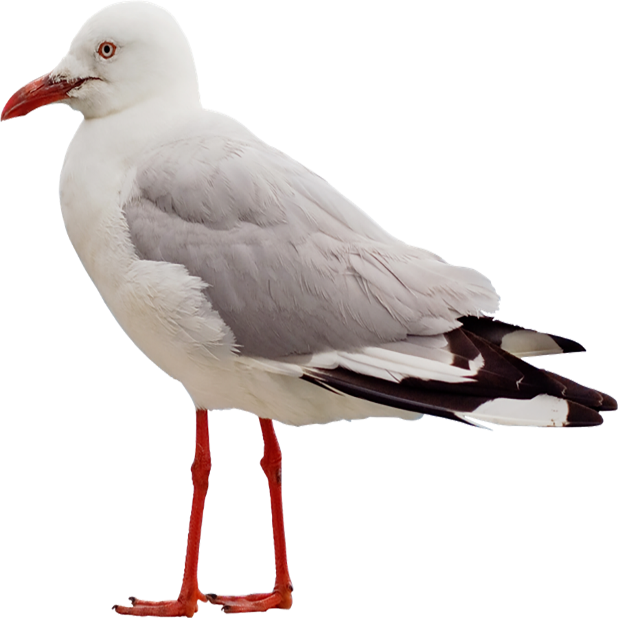 Seagull Transparent Clipart