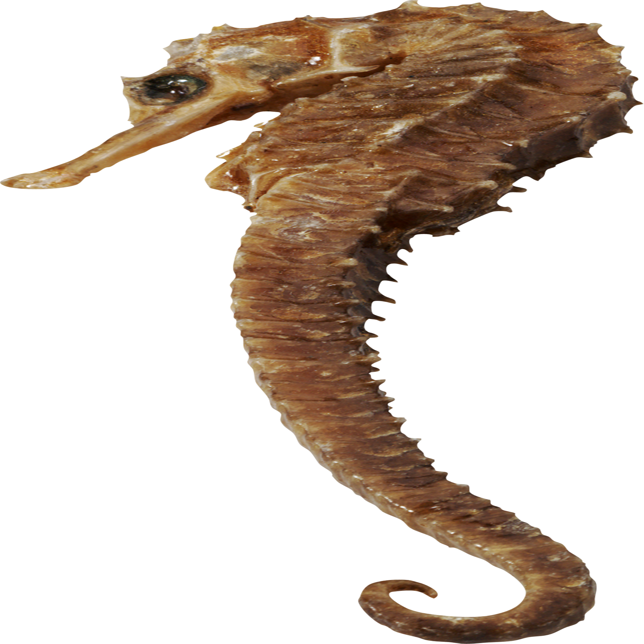 Seahorse Transparent Clipart