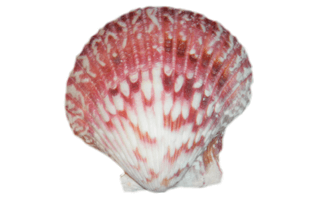 Seashell PNG