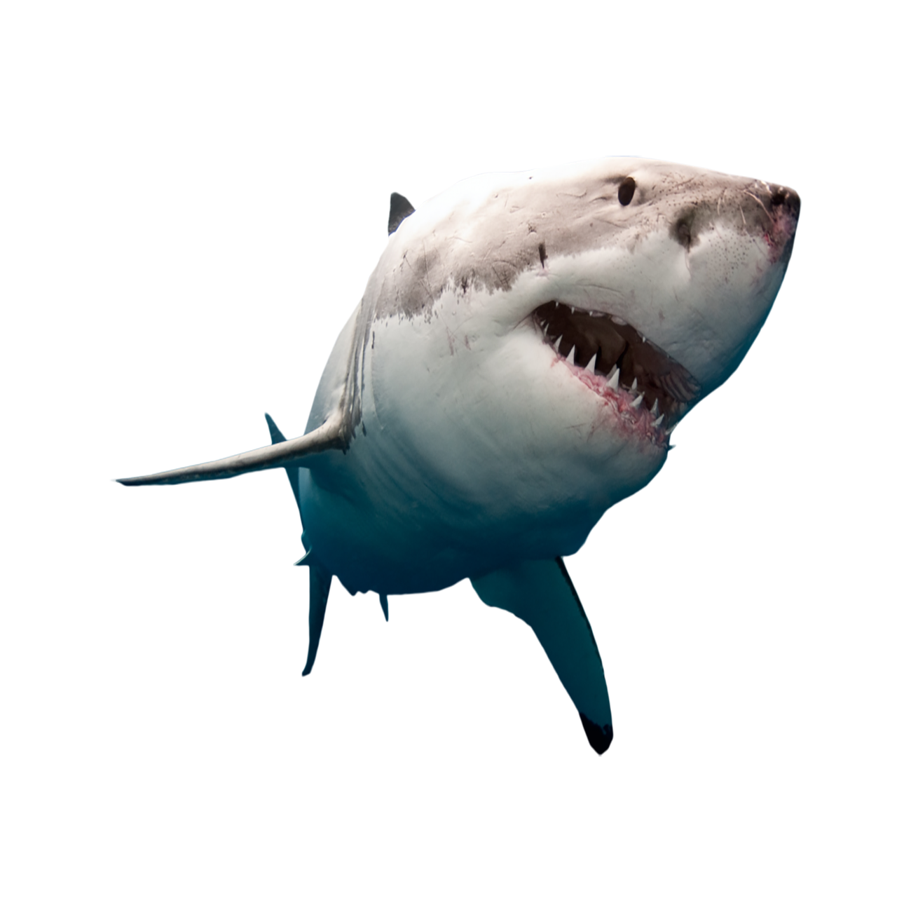 Shark Transparent Photo