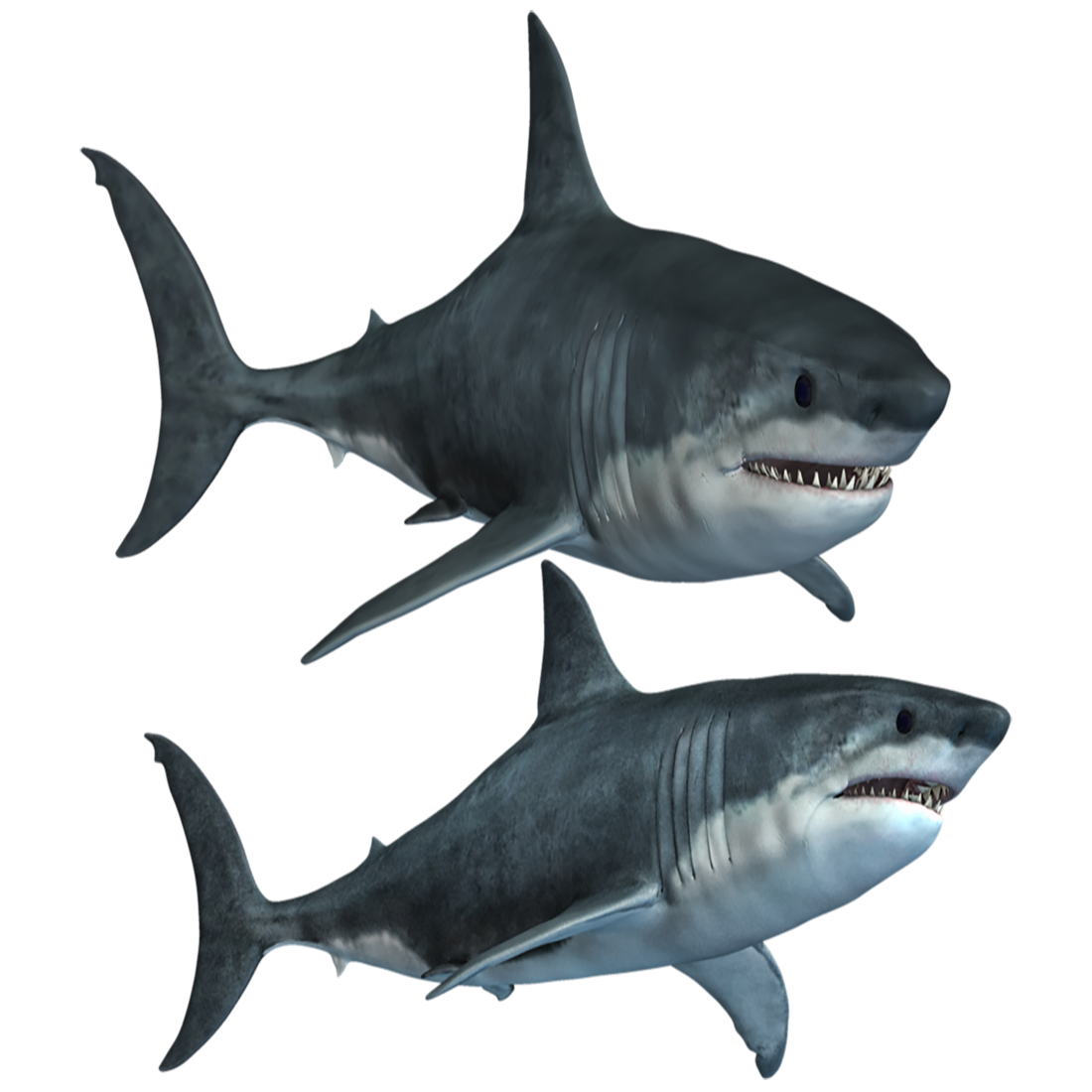 Shark Transparent Picture