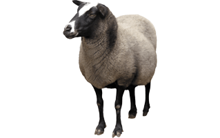 Sheep PNG