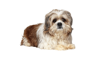 Shih Tzu PNG
