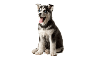 Siberian Husky PNG