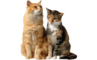 Sitting Cat PNG