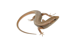 Skink PNG