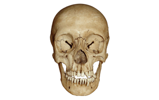 Skull PNG