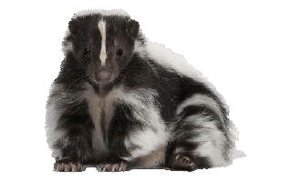 Skunk PNG