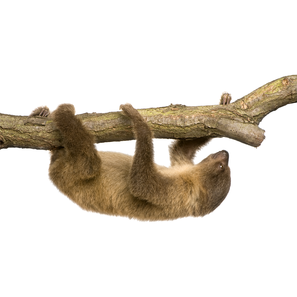 Sloth Transparent Picture