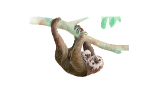 Sloth PNG