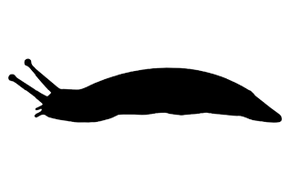 Slug PNG